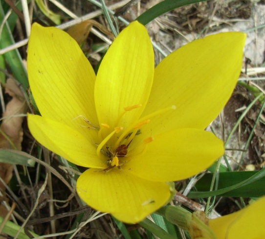 Sternbergia lutea